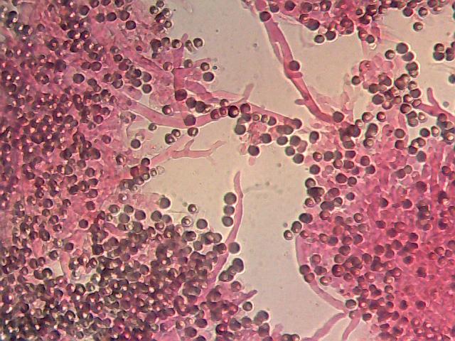 I Comitato Scientifico A.MI.Umbria